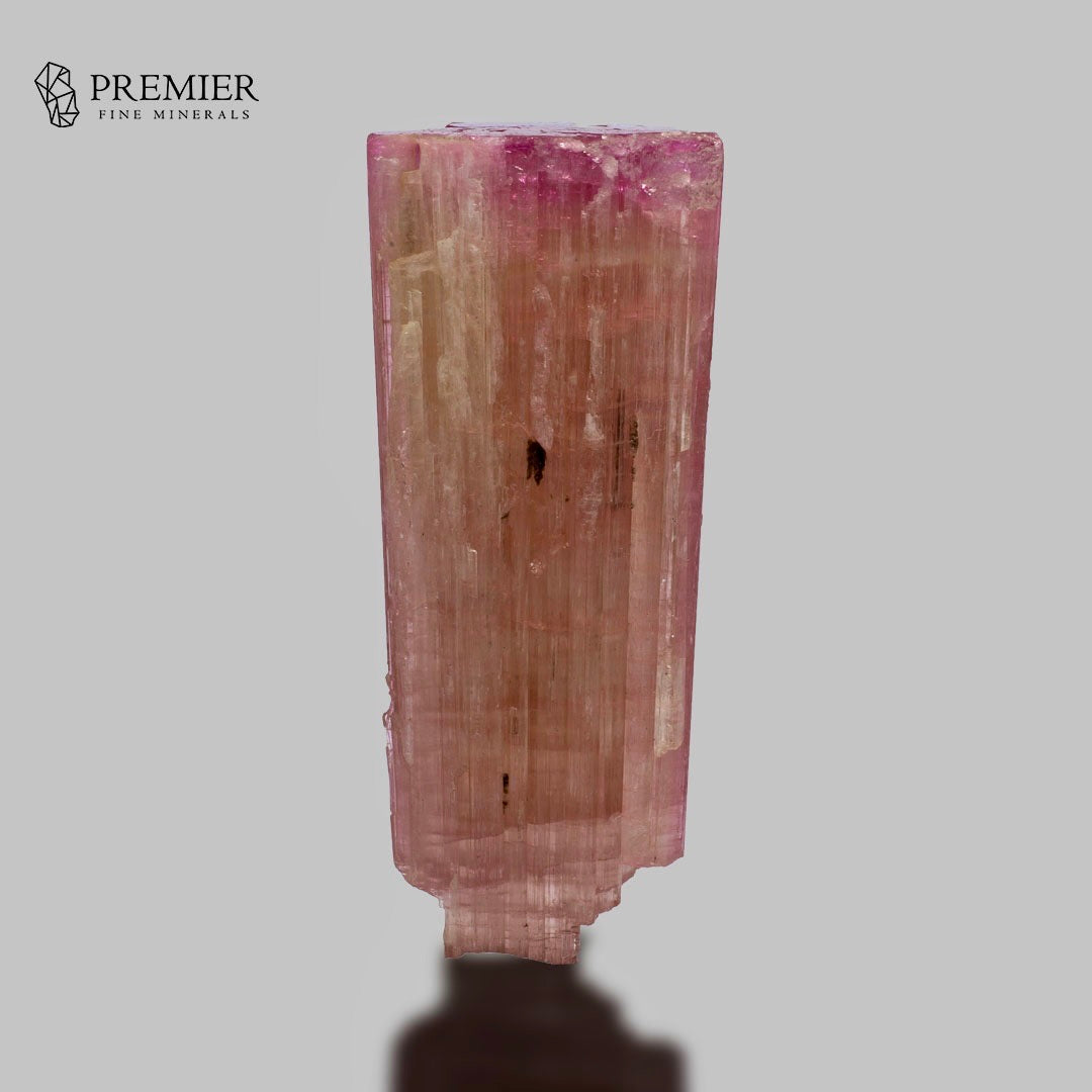 A tall, slender pink tourmaline mineral specimen with natural striations and a rough, uneven base, displayed on a neutral gray background with a shadow. The Premier Fine Minerals logo is visible in the top left corner.