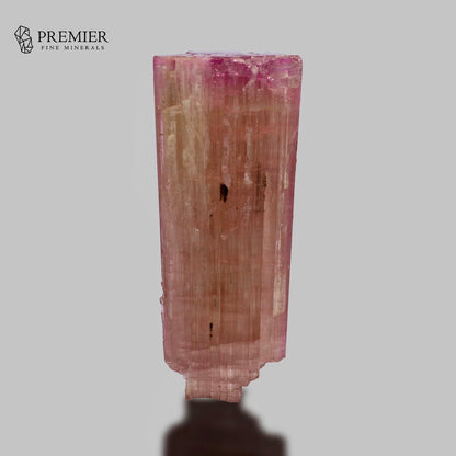 A tall, slender pink tourmaline mineral specimen with natural striations and a rough, uneven base, displayed on a neutral gray background with a shadow. The Premier Fine Minerals logo is visible in the top left corner.