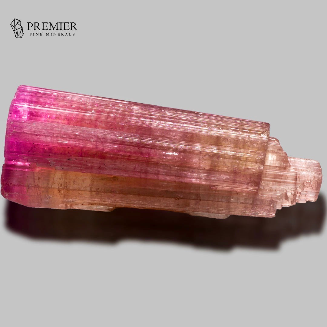 A pink tourmaline crystal specimen with a conical shape, showing vibrant magenta-pink hues transitioning to warm peach and light brown tones. The crystal is displayed on a neutral gray background with a soft shadow, and the 'PREMIER FINE MINERALS' logo is visible in the top-left corner.