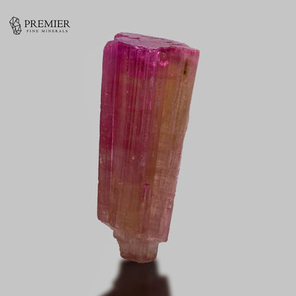 A pink and yellow banded mineral specimen, likely a tourmaline crystal, standing upright on a neutral gray background with a shadow below. The 'PREMIER FINE MINERALS' logo is visible in the top left corner.