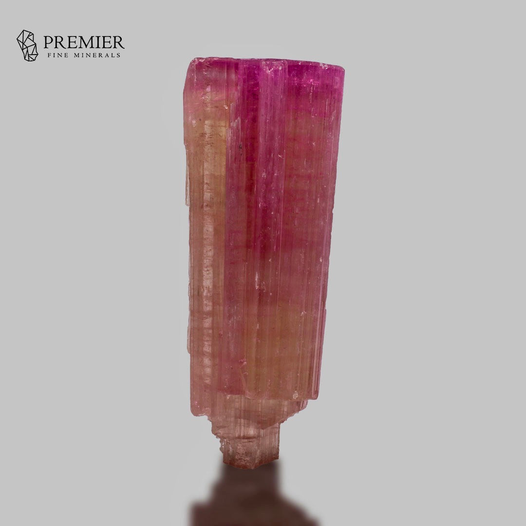 A natural tourmaline crystal specimen with vertical ribbing, showing a color gradient from a vibrant magenta-pink at the top to a soft peachy-pink at the base, set against a solid gray background with a Premier Fine Minerals logo in the upper left.