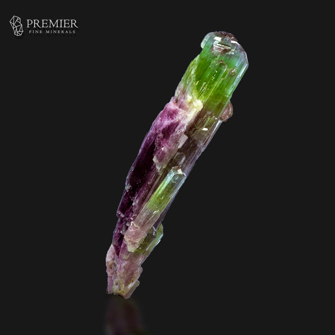 A natural tourmaline crystal specimen with distinct green and purple color zoning, displayed on a reflective black surface with the Premier Fine Minerals logo in the top left corner.