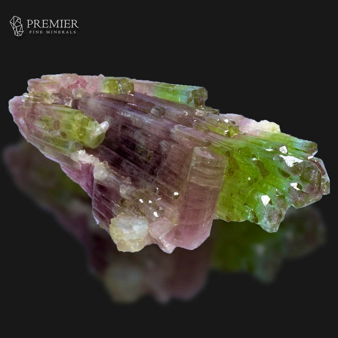 A multicolor tourmaline crystal cluster with prominent green and pinkish-purple bands, displayed on a reflective black surface with a Premier Fine Minerals logo in the top left corner.