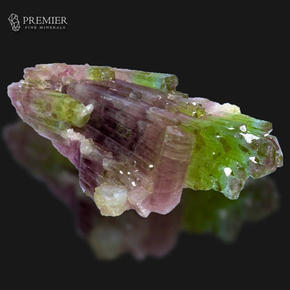 A multicolor tourmaline crystal cluster with prominent green and pinkish-purple bands, displayed on a reflective black surface with a Premier Fine Minerals logo in the top left corner.