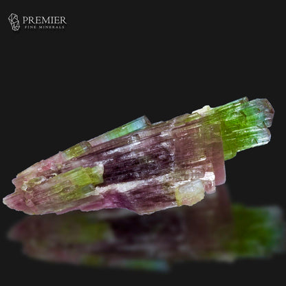 A natural tourmaline crystal specimen with vibrant green and pinkish-purple color zoning, displayed on a reflective black surface with a Premier Fine Minerals logo in the top left corner.