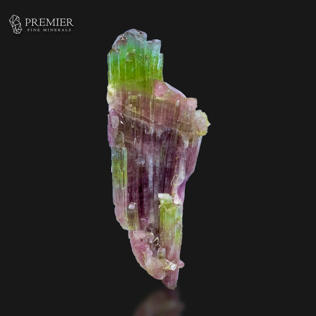 A natural tourmaline mineral specimen with vibrant green and pink-purple banded crystal structures, displayed on a solid black background with a faint reflection at the bottom. The Premier Fine Minerals logo is visible in the top-left corner.
