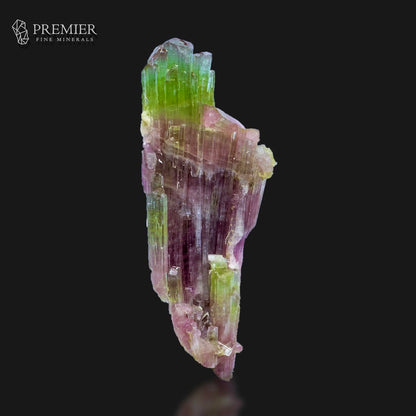 A natural tourmaline mineral specimen with vibrant green and pink-purple banded crystal structures, displayed on a solid black background with a faint reflection at the bottom. The Premier Fine Minerals logo is visible in the top-left corner.