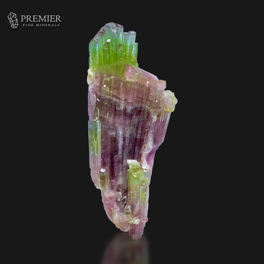 A natural tourmaline crystal specimen with vibrant green and pinkish-purple bands, displayed on a reflective black surface against a solid black background, with the Premier Fine Minerals logo in the top left corner.