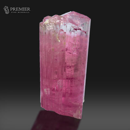 A pink tourmaline crystal specimen with prominent vertical ribbing, shown on a dark gray gradient background with a reflection below. The Premier Fine Minerals logo is visible in the top-left corner.